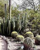 Desert Botanical Garden
