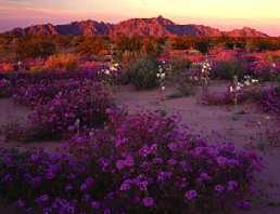 Sonoran Desert, Arizona