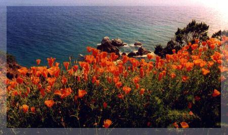 Coast near Carmel, CA