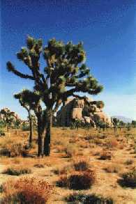 Joshua Tree National Park