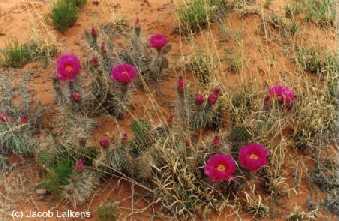 Joshua Tree National Park