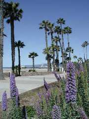 Santa Monica Beach Walk