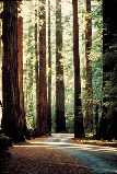 Muir Woods