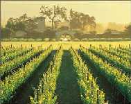 Robert Mondavi Vineyard, Napa Valley