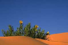 Coral Pink Sand Dunes State Park